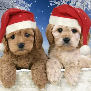 Dog. Cockerpoo puppies (7 weeks old) looking over fence wearing Chritmas hats in snow scene Digital Manipulation: background USH - Hats JD - added all the snow Dog. Cockerpoo puppies (7 weeks old) looking over fence wearing Chritmas hats in snow scene Digital Manipulation: background USH - Hats JD - added all the snow