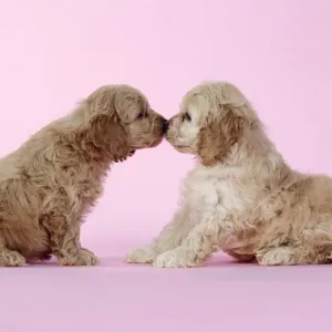 Dog. Cockerpoo puppies (7 weeks old) touching noses Dog. Cockerpoo puppies (7 weeks old) touching noses