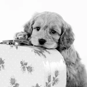 Dog. Cockerpoo puppy (7 weeks old) on suitcase Digital Manipulation: cropped turned B&W Dog. Cockerpoo puppy (7 weeks old) on suitcase Digital Manipulation: cropped turned B&W