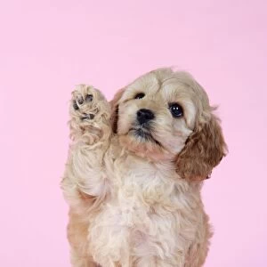 Dog. Cockerpoo puppy (7 weeks old) waving
