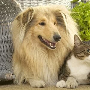 Dog - Collie sitting with Tabby and White Cat