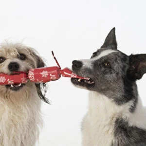 DOG. Collie x and other cross breed, holding/ pulling a Christmas cracker, studio, white background