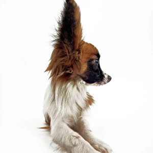Dog - Continental Toy Spaniel: Papillon. In the USA the Papillon is not distinguished from the Phalene