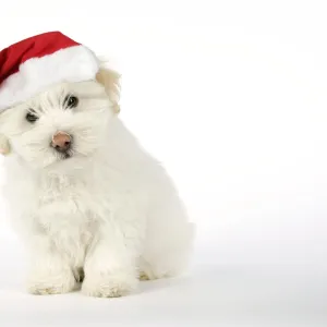 DOG - Coton de Tulear puppy ( 8 wks old ) wearing Christmas hat