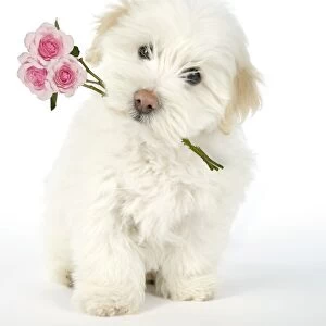 DOG. Coton de Tulear puppy ( 8 wks old ) holding roses in mouth Digital Manipulation: Roses (Su)