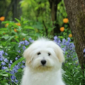 Dog - Coton de Tulear - sitting in garden