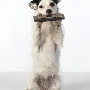 DOG, cross breed jack Russell, sitting up playing a mouth organ / harmonica, studio, white background