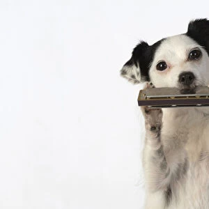 DOG, cross breed jack Russell, sitting up playing a mouth organ / harmonica, studio, white background