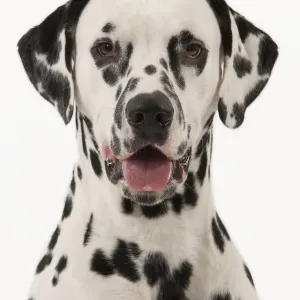 Dog - Dalmatian Dog - Dalmatian