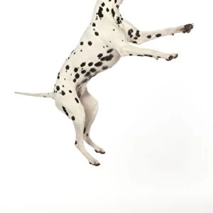 DOG - Dalmatian jumping
