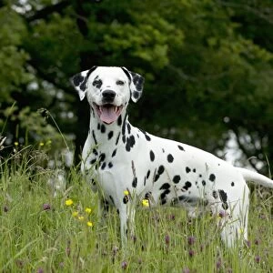 DOG - Dalmatian in long grass