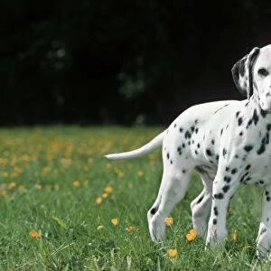 Dog - Dalmatian puppy in garden