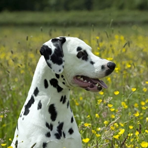 DOG - Dalmatian sitting in buttercup field (head shot)