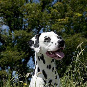 DOG - Dalmatian sitting in long grass