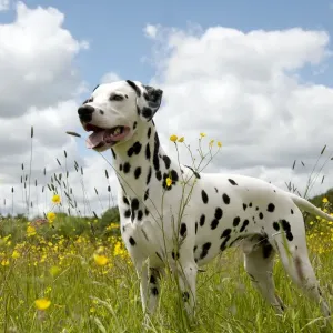 DOG - Dalmatian standing in buttercup field DOG - Dalmatian standing in buttercup field