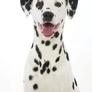 DOG - Dalmatian with its tongue out (head shot)