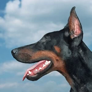 Dog - Doberman head with cut ears