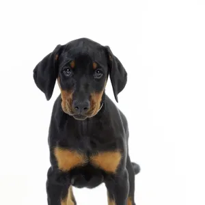 Dog. Dobermann puppy