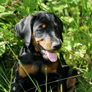 Dog. Dobermann puppy