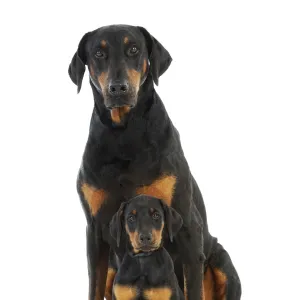 Dog. Dobermann puppy and adult