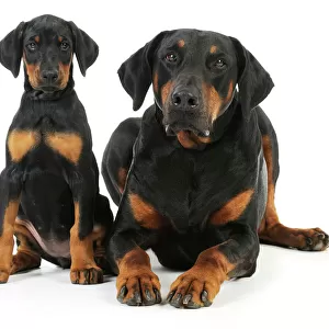 Dog. Dobermann puppy and adult