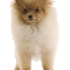 Dog - Dog - Dwarf Spitz / Pomeranian - 6 month old puppy - orange colourting. Also know as Spitz nain