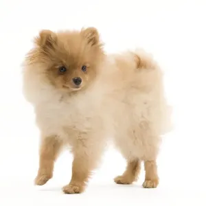 Dog - Dog - Dwarf Spitz / Pomeranian - 6 month old puppy - orange colourting. Also know as Spitz nain Dog - Dog - Dwarf Spitz / Pomeranian - 6 month old puppy - orange colourting. Also know as Spitz nain