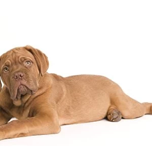 Dog - Dogue de Bordeaux / Bordeaux / French Mastiff in studio