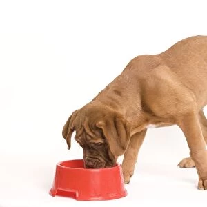 Dog - Dogue de Bordeaux / Bordeaux / French Mastiff in studio eating from bowl