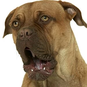 Dog - Dogue de Bordeaux / Bordeaux / French Mastiff - yawning
