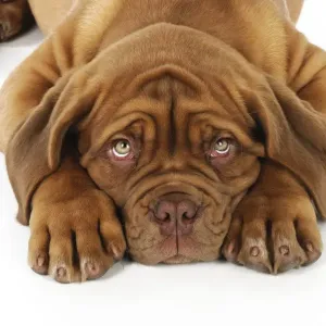 DOG. Dogue de bordeaux puppy laying down (head shot)
