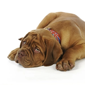 DOG. Dogue de bordeaux puppy laying down wearing a union jack collar