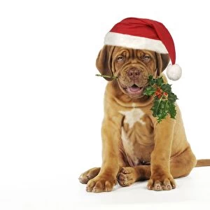DOG -Dogue de bordeaux puppy sitting down holding holly wearing Christmas hat Digital Manipulation: Hat (JD) - reddened berries - tidied holly
