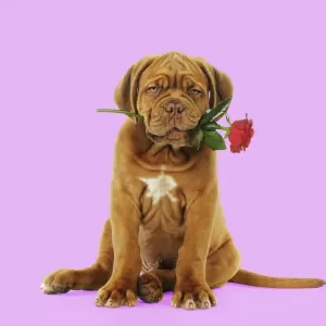 DOG. Dogue de bordeaux puppy sitting down holding a rose Digital Manipulation: Background white to pink DOG. Dogue de bordeaux puppy sitting down holding a rose Digital Manipulation: Background white to pink