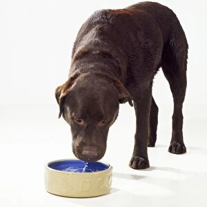 Dog - drinking water from bowl