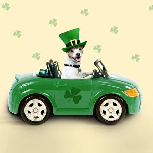 Dog - driving car - Saint Patrick's Day Digital Manipulation: Dog BB - added colour background & shamrocks - changed car (LA) colour - Hat (Su)