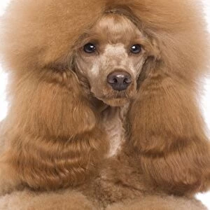 Dog - Dwarf / Nain Poodle - Fawn Red colouring