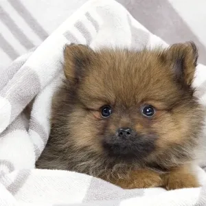 Dog - Dwarf Spitz - puppy Dog - Dwarf Spitz - puppy