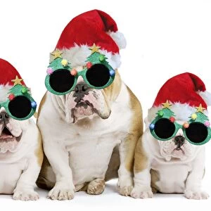 Dog - English Bulldog - adult and puppies wearing Christmas hats and glasses. Digital Manipulation: Hats & glasses (Su)