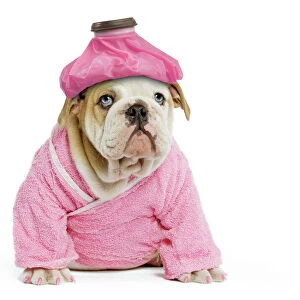 Dog - English Bulldog - puppy dressed up in pink dressing gown with ice pack / cold compress & painted nails. Digital Manipulation: Ice pack (LA), one eye to blue, pink nails, extended dressing gown to cover tummy