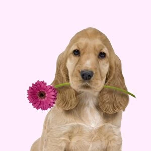 Dog - English Cocker Spaniel - puppy holding flower Digital Manipulation: Flower (Su) background white to pink