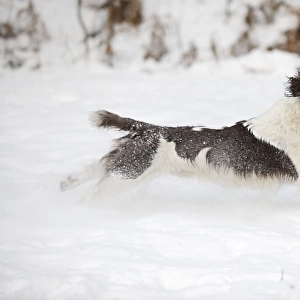DOG. English springer spaniel running through the snow