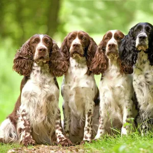 Dog - English springer spaniel - four sitting in row