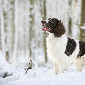 DOG. English springer spaniel standing in the snow