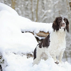 DOG. English springer spaniel standing on snow covered logs