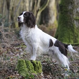 DOG - English springer spaniel standing on tree stump