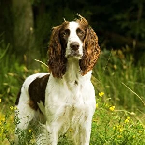 Dog - Epagneul Francais - standing amongst flowers. Also known as French Spaniel