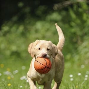 Dog - Fox Red Labrador - puppy running in garden holding a basketball