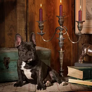 Dog - French Bulldog next to bronze of dog & candlesticks