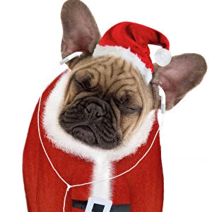 Dog - French Bulldog dressed as Father Christmas listening to earphones Digital Manipulation: Hat & belt (Su) - Outfit & headphones made (Ardea) - added head from LA-7712